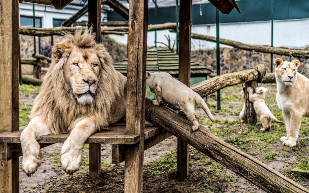 Nyíregyháza Állatpark és Óceánárium