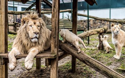 Nyíregyháza Állatpark és Óceánárium